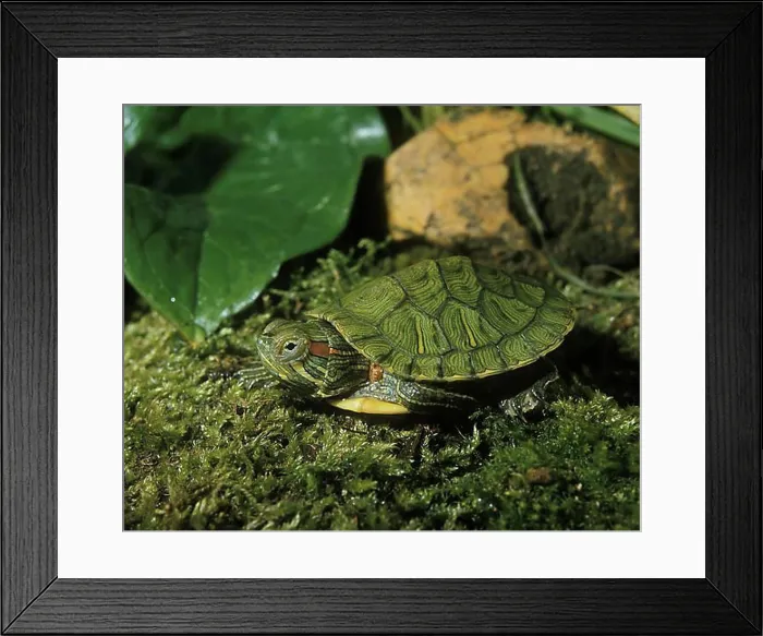 Framed Print : Red eared slider (trachemys scripta elegans) Framed Print : Red eared slider (trachemys scripta elegans)