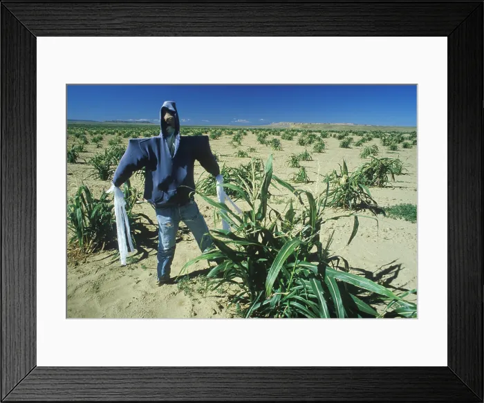 Framed Print : Scarecrow in Hopi Indian corn field Framed Print : Scarecrow in Hopi Indian corn field