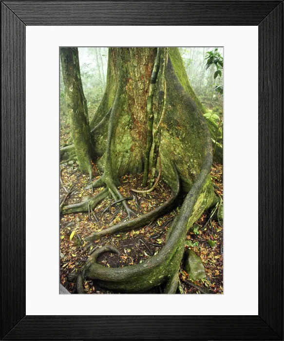 Framed Print : Strangler Fig Tree, Lamington National Park, Gold Coast, Queensland, Australia Framed Print : Strangler Fig Tree, Lamington National Park, Gold Coast, Queensland, Australia