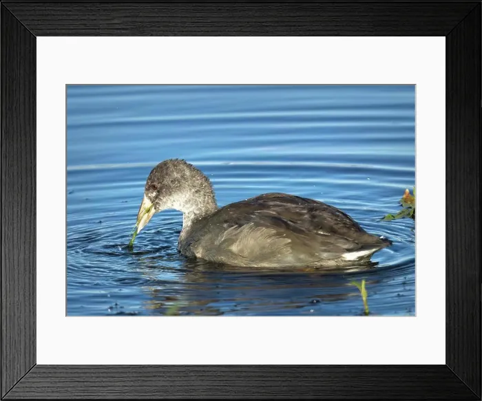 Framed Print : A juvenile American coot swims in the water looking for food in the Saltese Flats near Liberty Lake, Washington Framed Print : A juvenile American coot swims in the water looking for food in the Saltese Flats near Liberty Lake, Washington