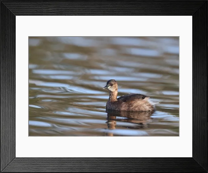 Framed Print : Little Grebe in a park in Paris, Ile de France, France