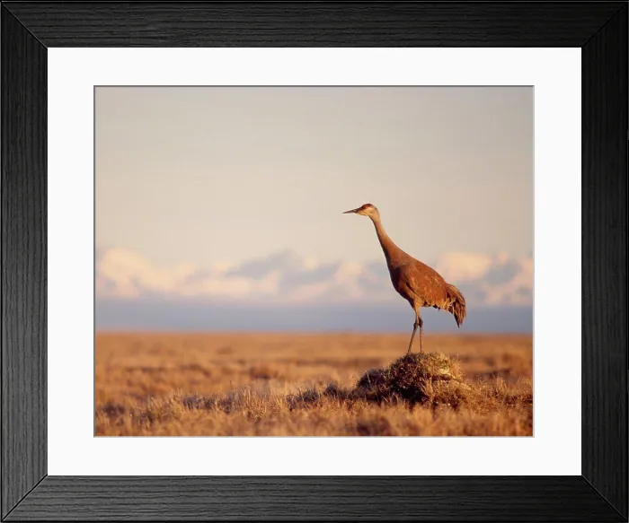 Framed Print : Sandhill Crane Standing on Its Tundra Nest Framed Print : Sandhill Crane Standing on Its Tundra Nest