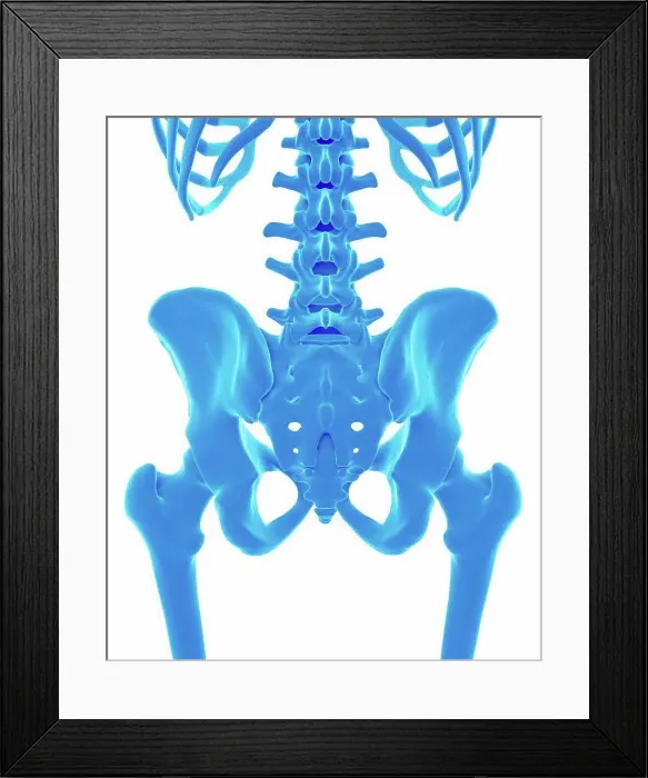 Framed Print : Human pelvis, illustration