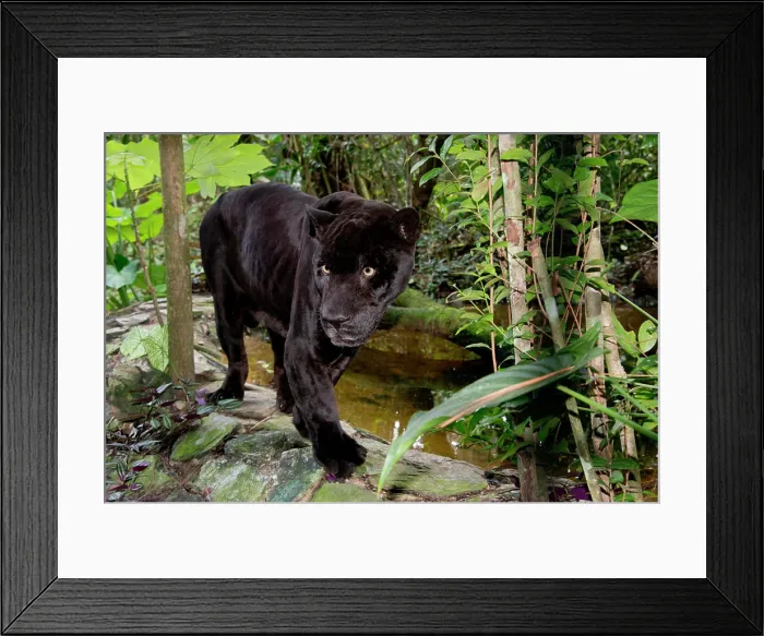 Framed Print : Belize, Belize City, Belize City Zoo. Black panther (Captive) (Large format sizes available) Framed Print : Belize, Belize City, Belize City Zoo. Black panther (Captive) (Large format sizes available)
