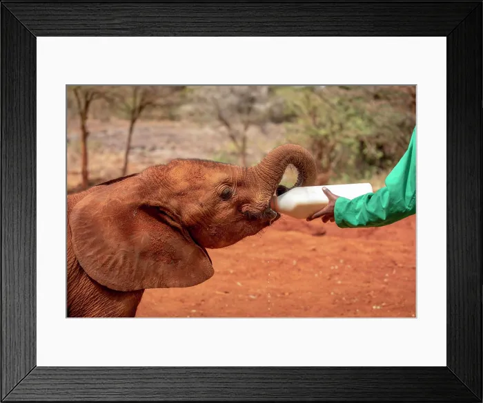 Framed Print : Africa, Kenya, Nairobi Framed Print : Africa, Kenya, Nairobi