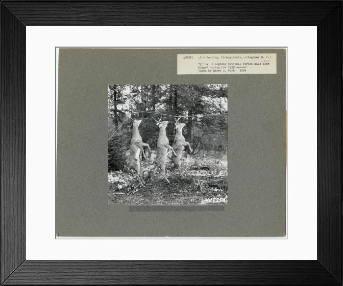Framed Print : Hunting - Pennsylvania. Photographs Relating to National Forests Framed Print : Hunting - Pennsylvania. Photographs Relating to National Forests