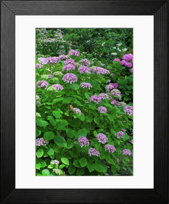 Framed Print : Hydrangea Ayesha in bloom in a garden Framed Print : Hydrangea Ayesha in bloom in a garden