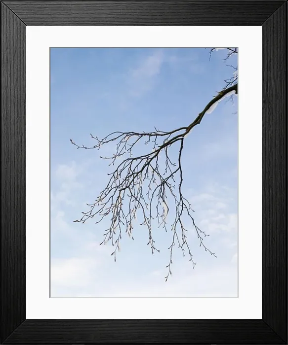 Framed Print : A branch in wintertime, Sweden Framed Print : A branch in wintertime, Sweden