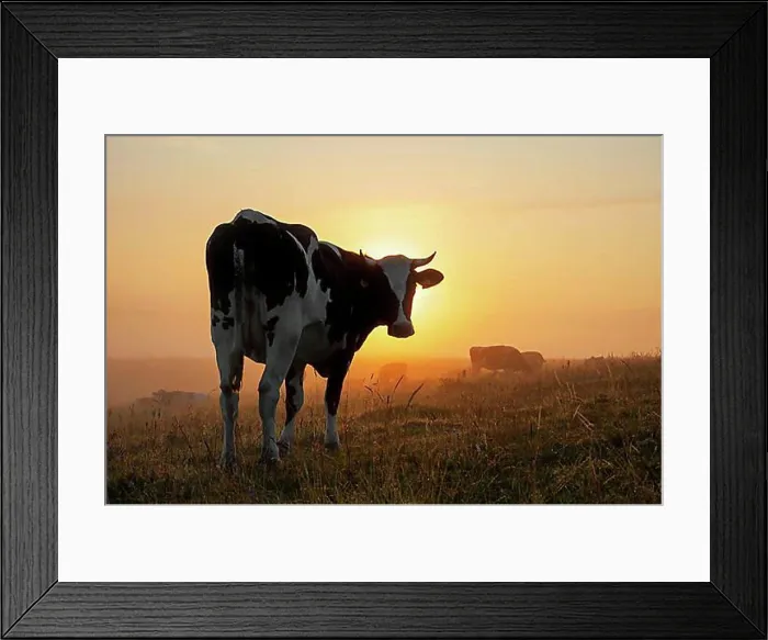 Framed Print : Holstein Friesian cow in a field at sunrise Framed Print : Holstein Friesian cow in a field at sunrise