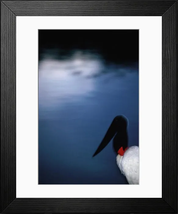 Framed Print : Jabiru stork, the World''s largest stork Framed Print : Jabiru stork, the World''s largest stork