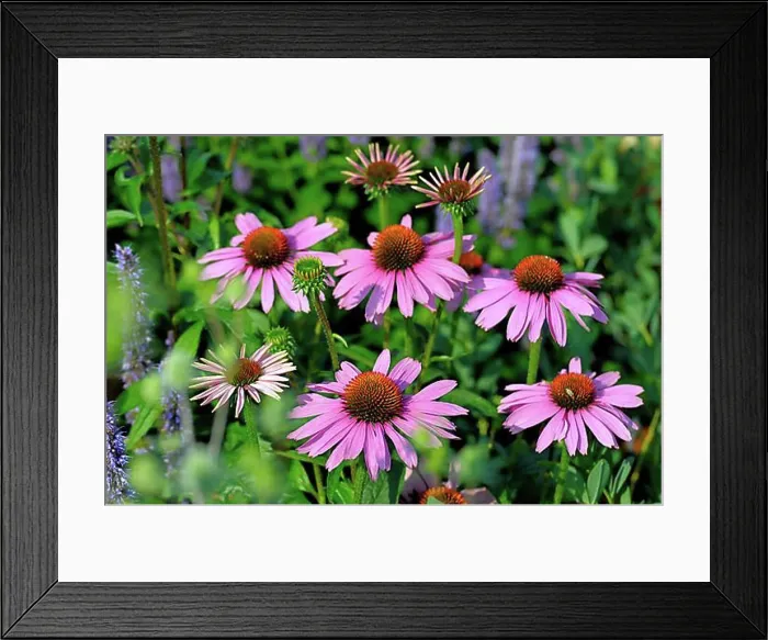 Framed Print : Purple cone flower (Echinacea purpurea) Framed Print : Purple cone flower (Echinacea purpurea)