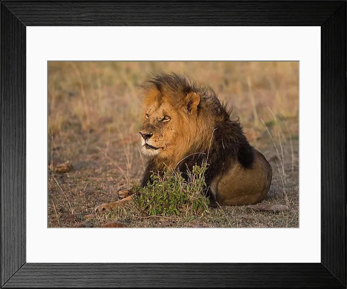 Framed Print : Adult, africa, african, animal Framed Print : Adult, africa, african, animal