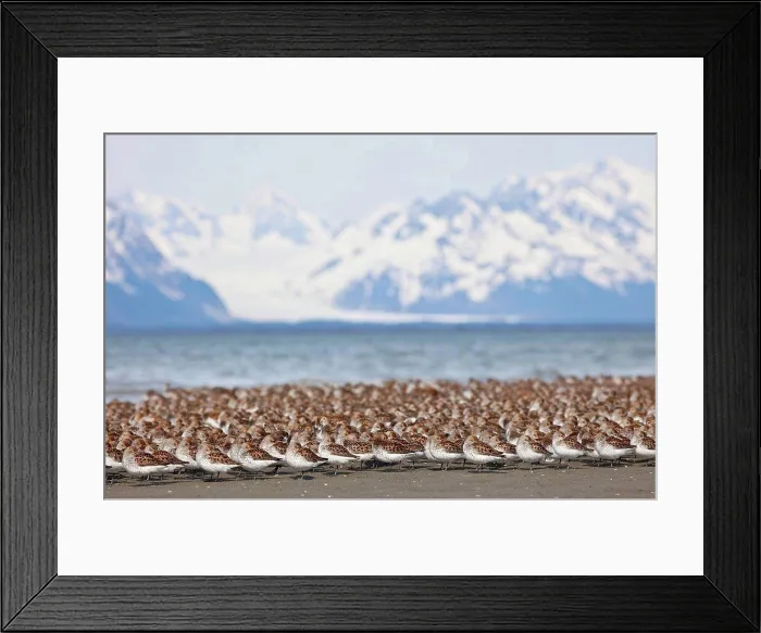 Framed Print : Western Sandpiper and Dunlins gathered on the mudflats of Hartney Bay with Chugach Mountains Framed Print : Western Sandpiper and Dunlins gathered on the mudflats of Hartney Bay with Chugach Mountains