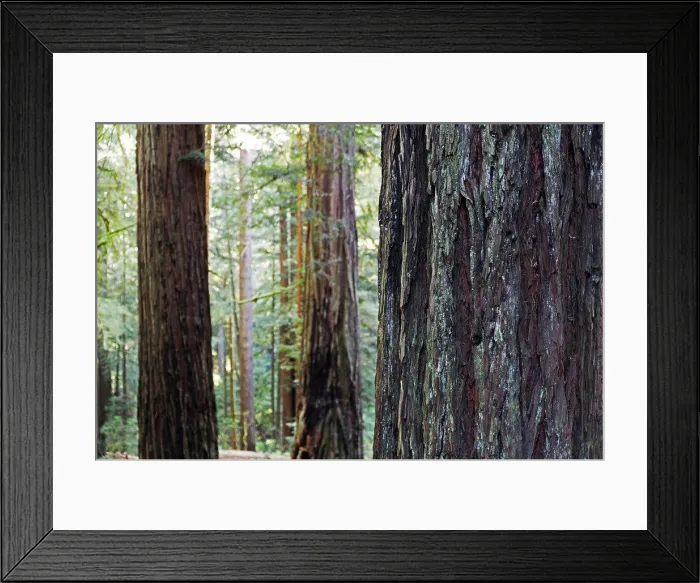 Framed Print : Close-up of redwood tree trunks in forest in Northern California, USA