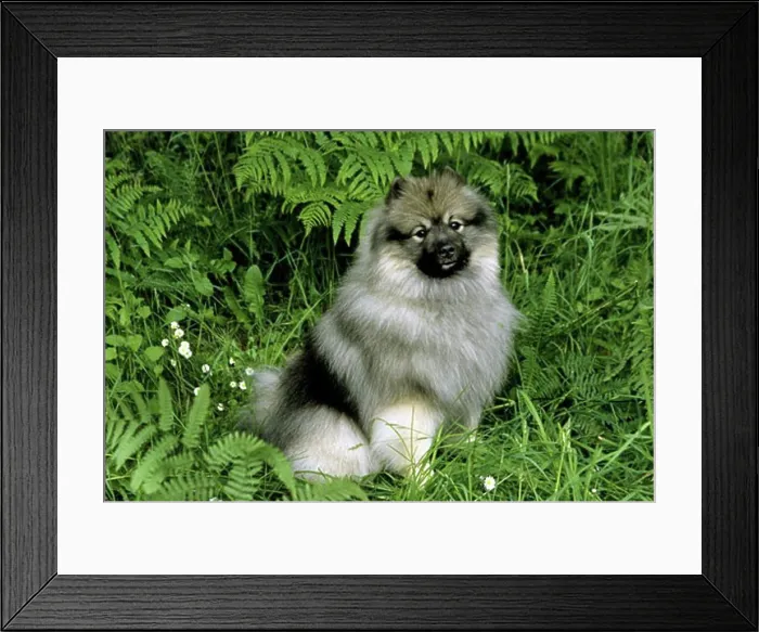 Framed Print : Keeshond dog sitting on grass Framed Print : Keeshond dog sitting on grass