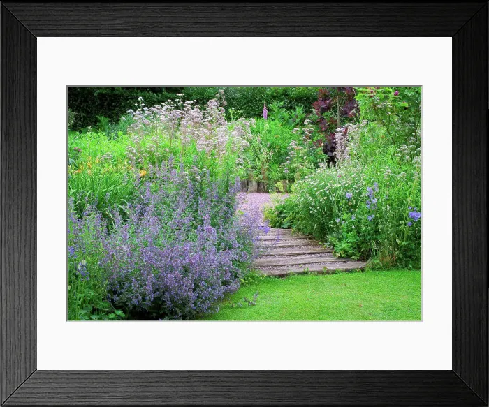 Framed Print : Creeping Charlie and steps at garden Jardins de Valériane