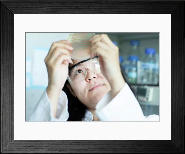Framed Print : young scientist female controlling a petri dish Framed Print : young scientist female controlling a petri dish