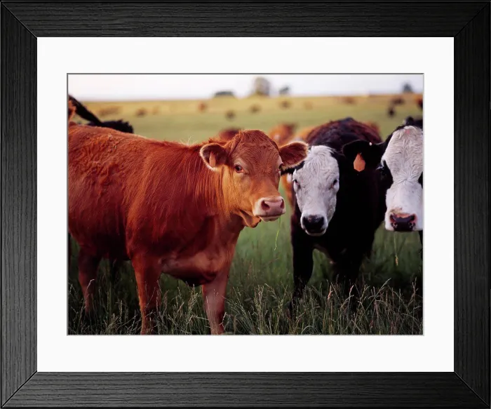 Framed Print : Cows in pasture north of Castleford, Twin Falls County, Idaho Framed Print : Cows in pasture north of Castleford, Twin Falls County, Idaho