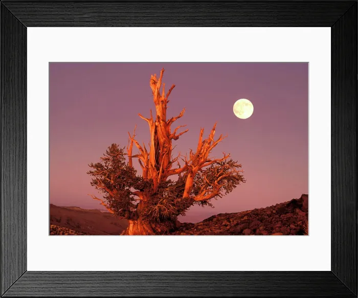 Framed Print : USA, California, Inyo National Forest, White Mountains. Full moon rising behind ancient Bristlecone Pine Forest Framed Print : USA, California, Inyo National Forest, White Mountains. Full moon rising behind ancient Bristlecone Pine Forest