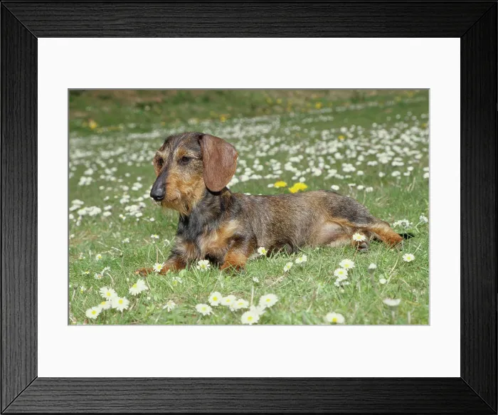 Framed Print : Dachshund in flower field Framed Print : Dachshund in flower field