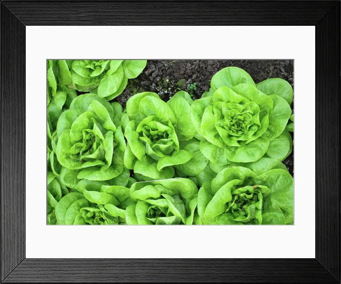 Framed Print : Vegetables line of green vegetables growing in the natural soil Copyright: xZoonar.com / tudorxantonelxadrianx 1476331 Framed Print : Vegetables line of green vegetables growing in the natural soil Copyright: xZoonar.com / tudorxantonelxadrianx 1476331