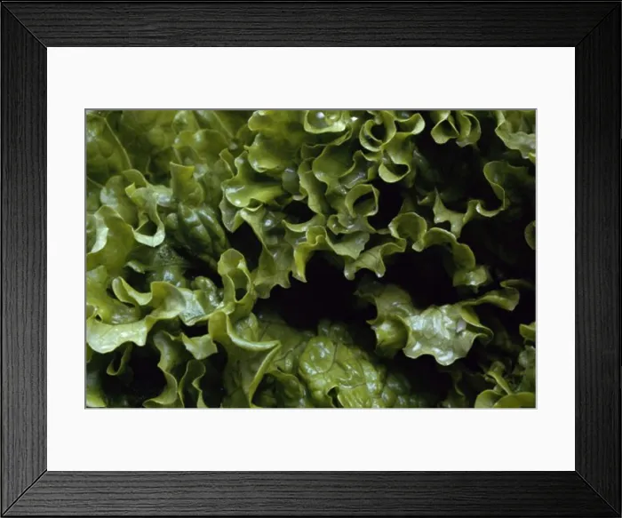 Framed Print : Lettuce Framed Print : Lettuce