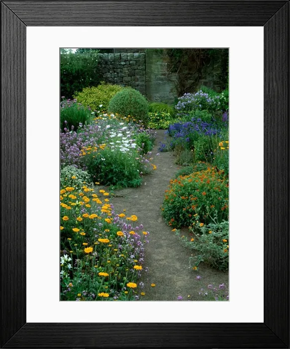 Framed Print : Earth path though colourful herbaceous borders in walled country garden in summer Framed Print : Earth path though colourful herbaceous borders in walled country garden in summer