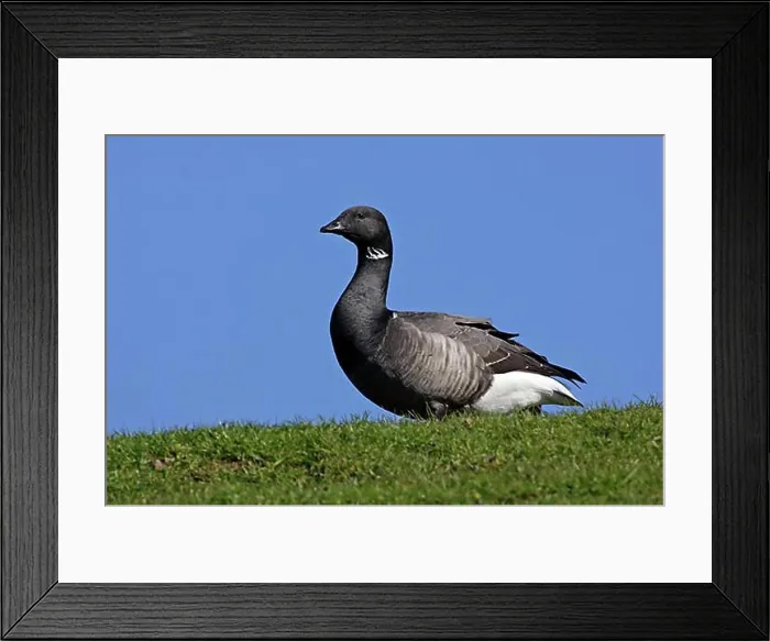 Framed Print : Brent Goose, Netherlands (Branta bernicla) Framed Print : Brent Goose, Netherlands (Branta bernicla)