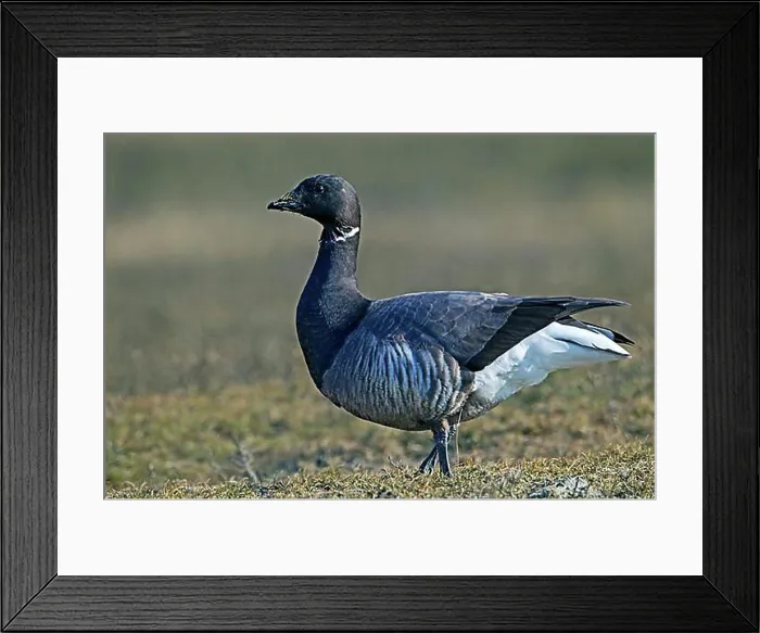 Framed Print : Brant goose (Branta bernicla), one of the largest oilfields Framed Print : Brant goose (Branta bernicla), one of the largest oilfields