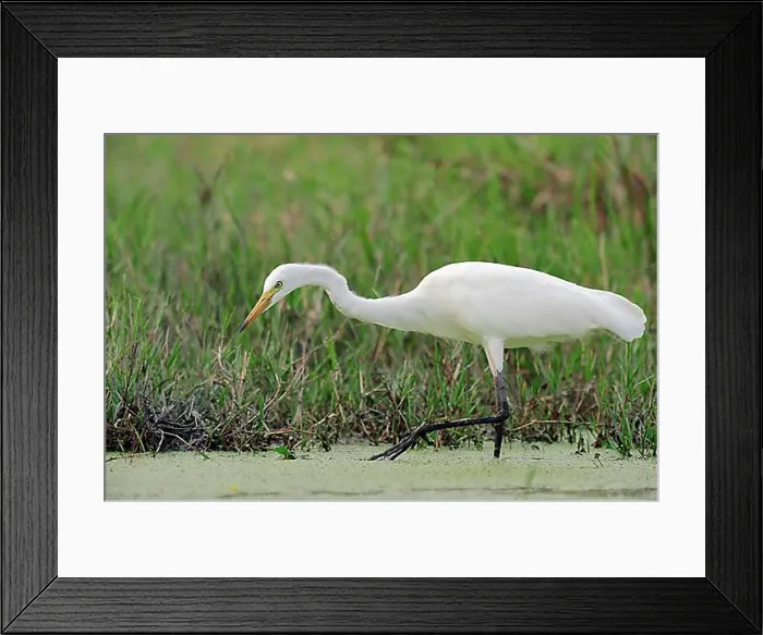 Framed Print : Yellow-billed Egret or Intermediate Egret (Egretta intermedia) Framed Print : Yellow-billed Egret or Intermediate Egret (Egretta intermedia)