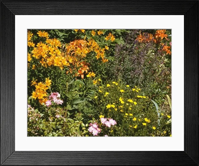 Framed Print : Orange lilies and yellow potentilla in summer garden border with pink roses Framed Print : Orange lilies and yellow potentilla in summer garden border with pink roses