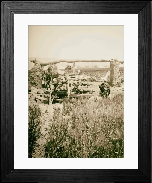 Framed Print : Egyptian irrigating wheel with camel 1900, Egypt Framed Print : Egyptian irrigating wheel with camel 1900, Egypt