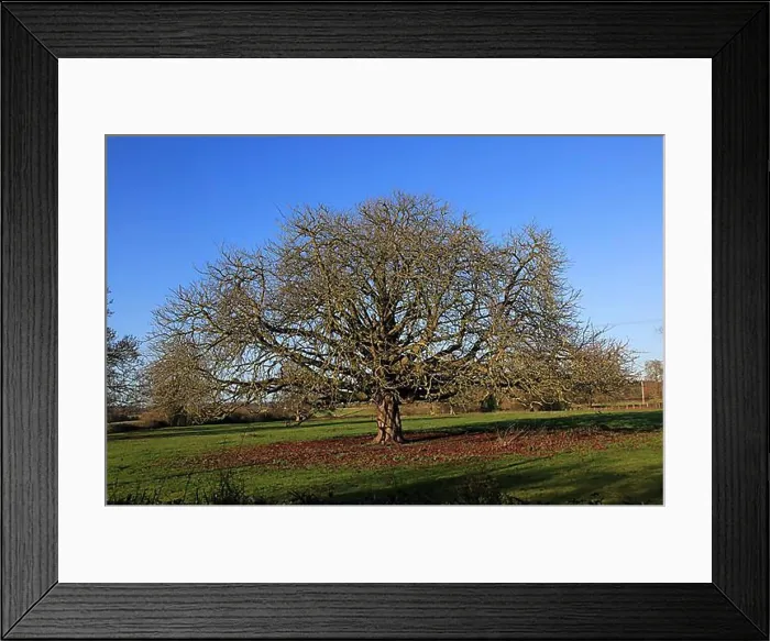 Framed Print : Horse chestnut tree, Aesculus hippocastanum, in winter growing in field, Sutton, Suffolk, England UK Framed Print : Horse chestnut tree, Aesculus hippocastanum, in winter growing in field, Sutton, Suffolk, England UK