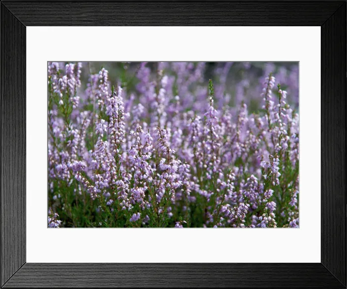 Framed Print : Heather blooming in the massif of Fontainebleau Framed Print : Heather blooming in the massif of Fontainebleau