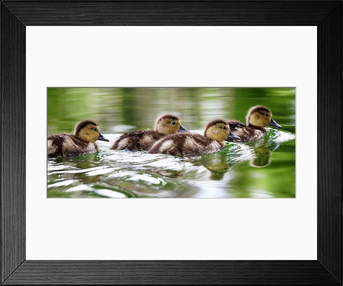 Framed Print : USA, Oregon, Hosmer Lake, Deschutes National Forest, Ringed-Neck ducklings take an afternoon swim Framed Print : USA, Oregon, Hosmer Lake, Deschutes National Forest, Ringed-Neck ducklings take an afternoon swim