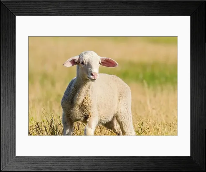 Framed Print : Lamb Grazes in a Meadow, Lamb in a field