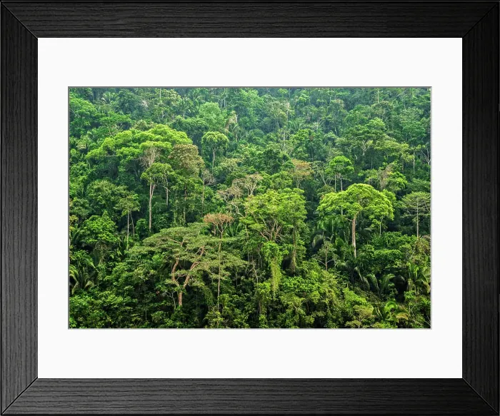 Framed Print : Rainforest canopy in the Cordillera Escalera of the Amazon Rainforest near Chazuta, Peru