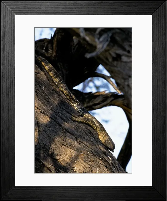 Framed Print : Namibia, Etosha National Park, Water Monitor Lizard In Tree