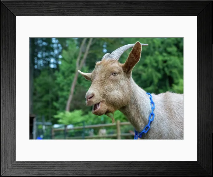 Framed Print : Issaquah, Washington State, USA. Male golden guernsey resting in the grass, vocalizing. (PR) Framed Print : Issaquah, Washington State, USA. Male golden guernsey resting in the grass, vocalizing. (PR)