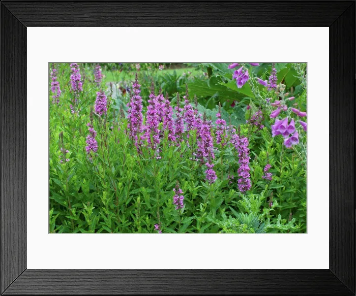 Framed Print : Purple loosestrifes in bloom in a garden Framed Print : Purple loosestrifes in bloom in a garden