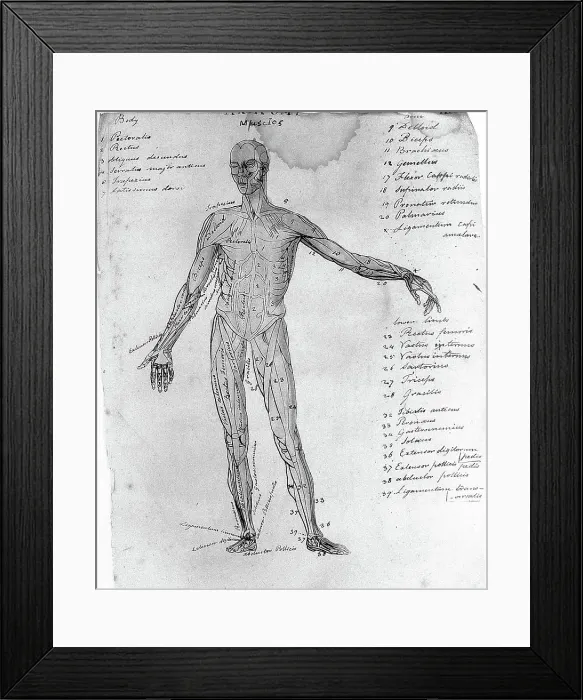 Framed Print : Sketches of anatomy Framed Print : Sketches of anatomy