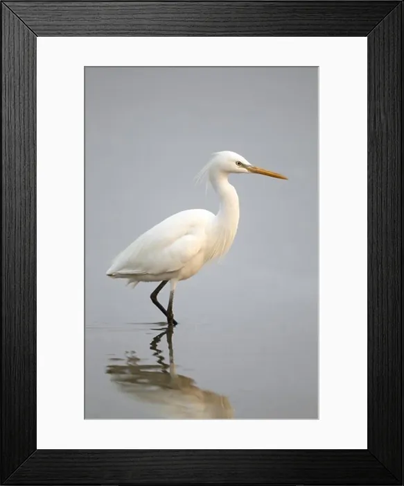 Framed Print : Chinese Egret (Egretta eulophotes) adult