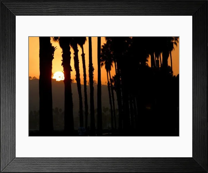 Framed Print : Silhouette of palm trees at sunset Framed Print : Silhouette of palm trees at sunset