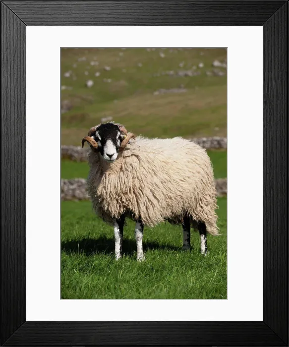 Framed Print : Domestic Sheep, Swaledale, ram, standing in pasture on hill farm, Cumbria, England, april Framed Print : Domestic Sheep, Swaledale, ram, standing in pasture on hill farm, Cumbria, England, april