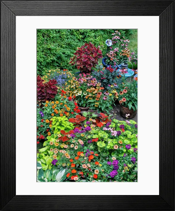 Framed Print : Garden in full bloom, Sammamish, Washington State