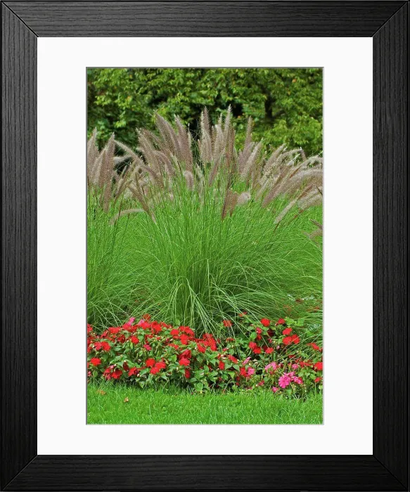 Framed Print : Crimson fountaingrass in a garden Framed Print : Crimson fountaingrass in a garden