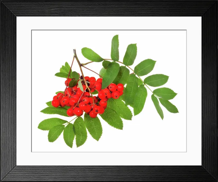 Framed Print : rowan berries and green leaves red rowan berries and green leaves isolated on white background Copyright: xZoonar Framed Print : rowan berries and green leaves red rowan berries and green leaves isolated on white background Copyright: xZoonar