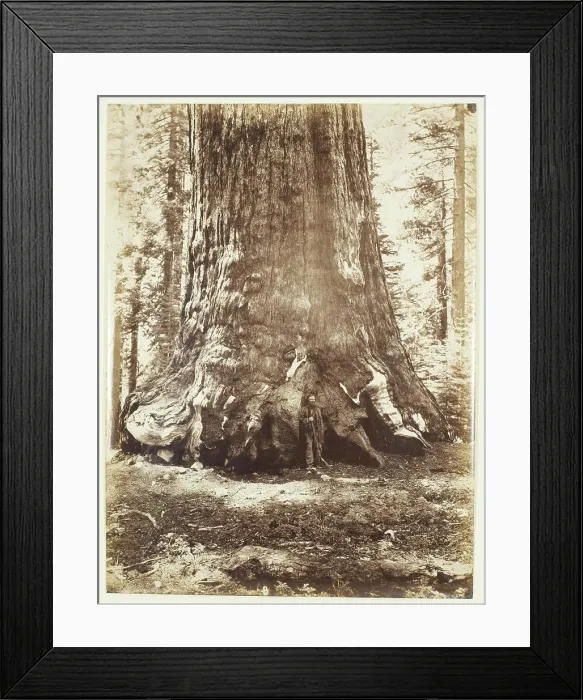 Framed Print : Section of the Grizzly Giant with Galen Clark Framed Print : Section of the Grizzly Giant with Galen Clark