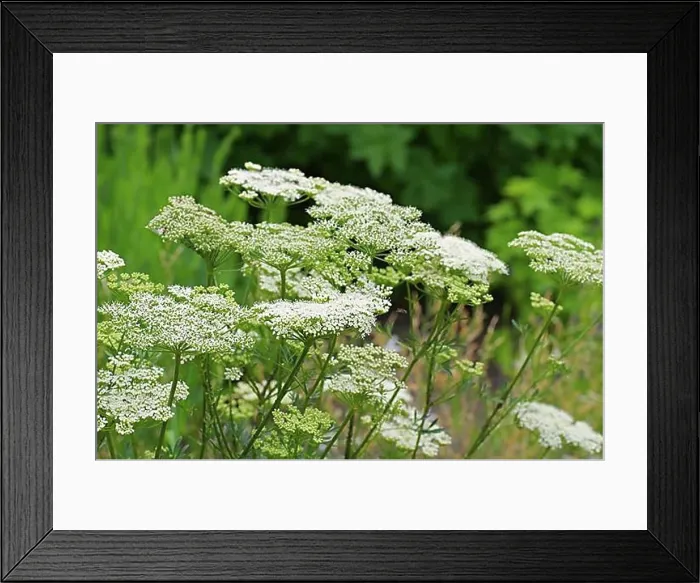 Framed Print : Acker-Haftdolde, Caucalis platycarpos, carrot bur parsley, Caucalis platycarpos a white wildflower Framed Print : Acker-Haftdolde, Caucalis platycarpos, carrot bur parsley, Caucalis platycarpos a white wildflower