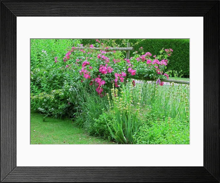 Framed Print : Rose-tree Mozart in bloom in a garden Framed Print : Rose-tree Mozart in bloom in a garden